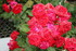 ROSES APRES LA PLUIE    (2)