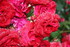 ROSES APRES LA PLUIE    (2)