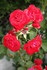 ROSES APRES LA PLUIE    (2)