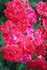 ROSES APRES LA PLUIE    (2)