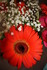 FLEURS DE BOUQUETS DU DIMANCHE