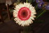 FLEURS DE BOUQUETS DU DIMANCHE