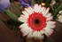 FLEURS DE BOUQUETS DU DIMANCHE