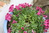 DIVERS PLANTES DU JARDIN