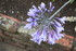DIVERS PLANTES DU JARDIN