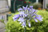 DIVERS PLANTES DU JARDIN