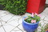 DIVERS PLANTES DU JARDIN