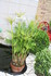 DIVERS PLANTES DU JARDIN