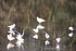 OISEAUX DE L' ETANG DU PLESSIS