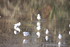 OISEAUX DE L' ETANG DU PLESSIS