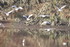 OISEAUX DU LITTORAL MARIN