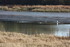 OISEAUX DES EAUX DU MOULIN DU 