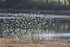 OISEAUX DES EAUX DU MOULIN DU 