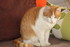 NOUVEAUX COMPAGNONS