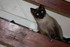 NOUVEAUX COMPAGNONS