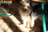 NOUVEAUX COMPAGNONS