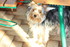 NOUVEAUX COMPAGNONS