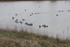 SORTIE ORNITHOLOGIQUE AU MARAI