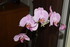 QUELQUES FLEURS