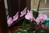 QUELQUES FLEURS