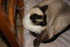 LES CHATS DE LA FAMILLE