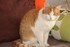 LES CHATS DE LA FAMILLE
