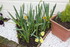 JARDIN FLEURI