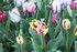 FLEURS DU JARDIN 06/04/2017