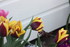 FLEURS DU JARDIN 06/04/2017