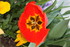 FLEURS DU JARDIN 06/04/2017