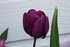 FLEURS DU JARDIN 06/04/2017