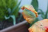 FLEURS DU JARDIN 06/04/2017