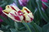 FLEURS DU JARDIN 06/04/2017