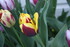 FLEURS DU JARDIN 06/04/2017