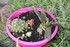 FLEURS DU JARDIN 06/04/2017