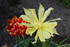 FLEURS DU JARDIN 06/04/2017