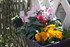 FLEURS DU JARDIN 06/04/2017