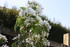 FLEURS DU JARDIN 06/04/2017