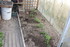 PLANTATIONS DANS LA SERRE