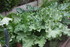 FLEURS DU JARDIN et POTAGER