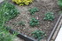 FLEURS DU JARDIN et POTAGER