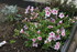 FLEURS DU JARDIN et POTAGER