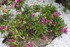 FLEURS DU JARDIN et POTAGER