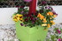 FLEURS DU JARDIN et POTAGER