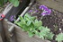 FLEURS DU JARDIN et POTAGER