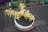 PLANTES SUCCULENTES