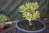 PLANTES SUCCULENTES