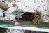 PLANTES SUCCULENTES