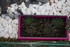 PLANTES SUCCULENTES