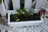 PLANTES SUCCULENTES
